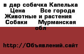 в дар собачка Капелька › Цена ­ 1 - Все города Животные и растения » Собаки   . Мурманская обл.